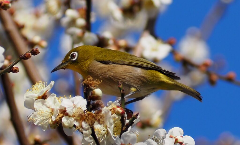 木場公園白梅とメジロ